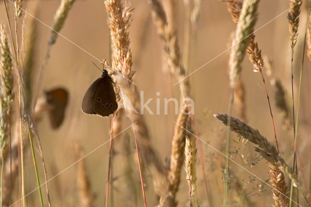 Koevinkje (Aphantopus hyperantus)