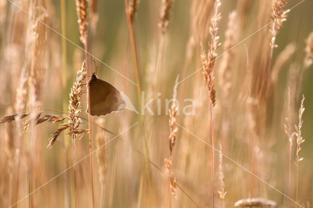 Koevinkje (Aphantopus hyperantus)