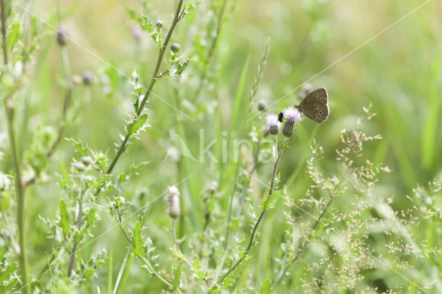 Koevinkje (Aphantopus hyperantus)