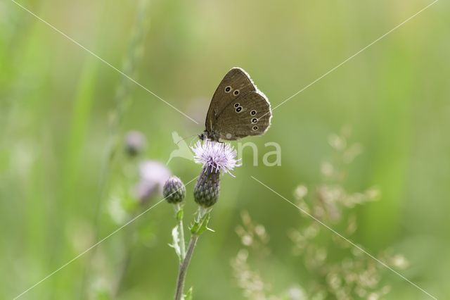 Ringlet (Aphantopus hyperantus)