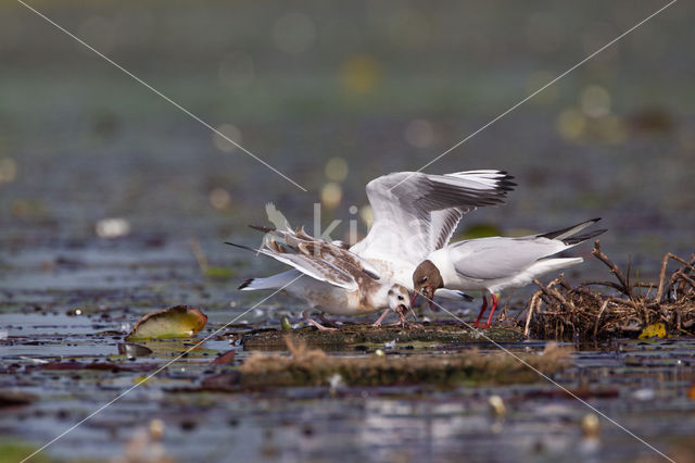 Black-headed Gull (Larus ridibundus)