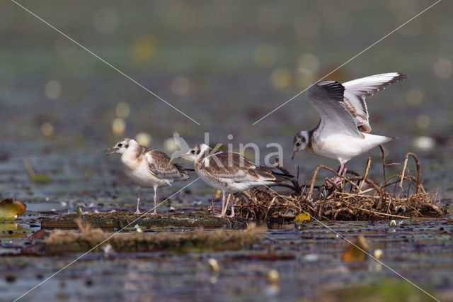 Black-headed Gull (Larus ridibundus)