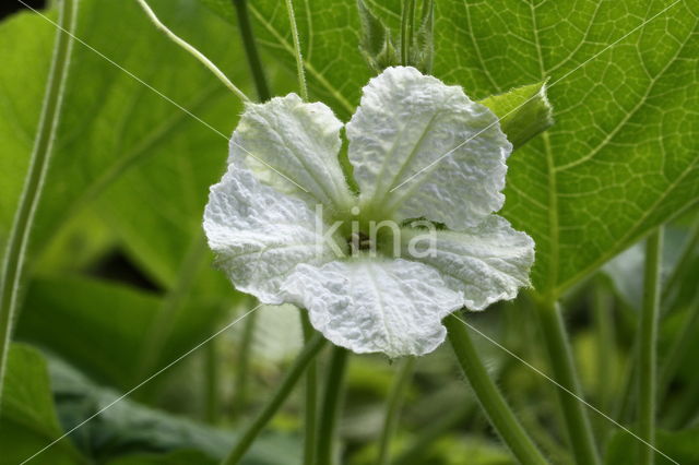 Komkommer (Cucumis sativus)