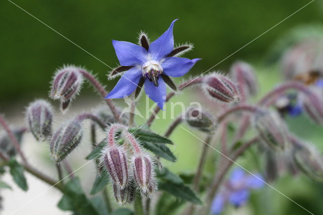 Borage (Borago officinalis)