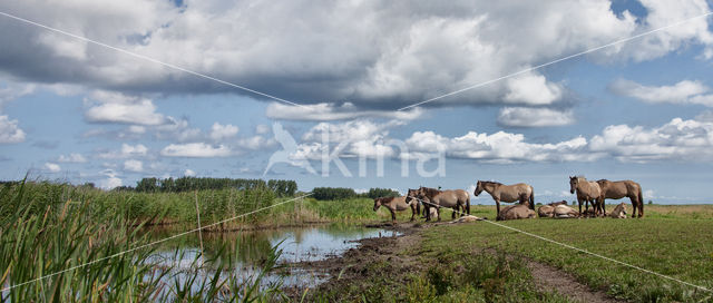 Konik horse (Equus spp)