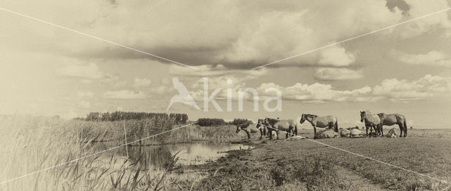 Konik horse (Equus spp)