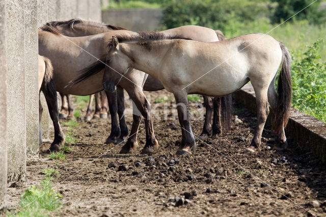 Konik horse (Equus spp)