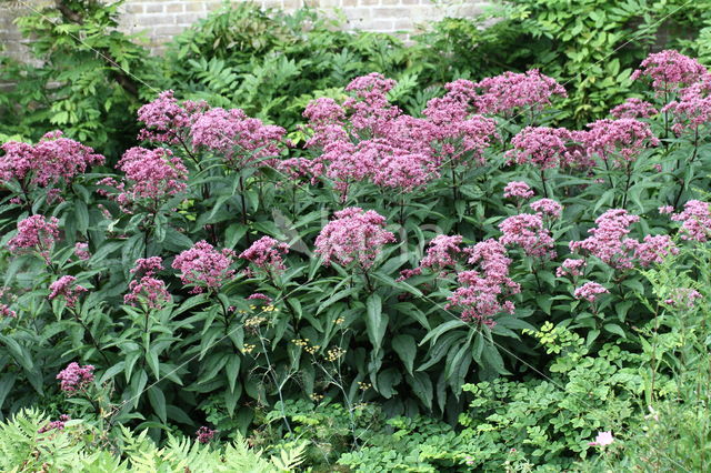 Hemp-agrimony (Eupatorium cannabinum)