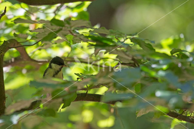 Parus major minor