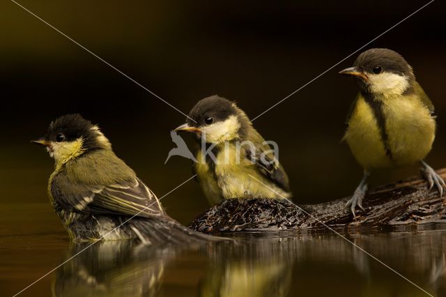 Koolmees (Parus major)