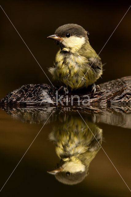 Koolmees (Parus major)