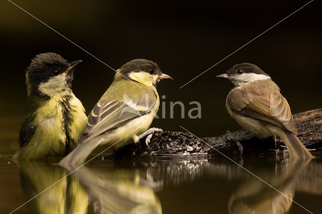 Koolmees (Parus major)