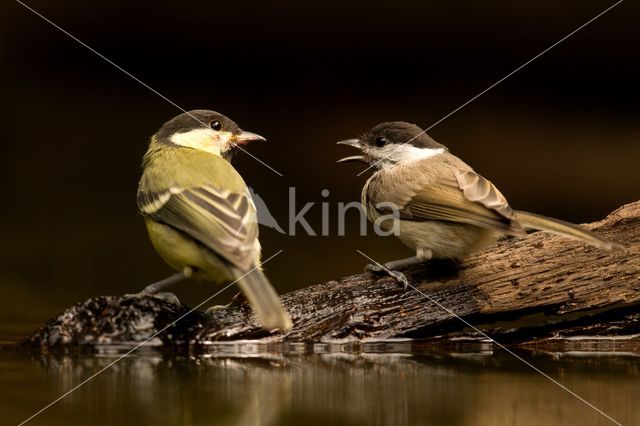 Koolmees (Parus major)