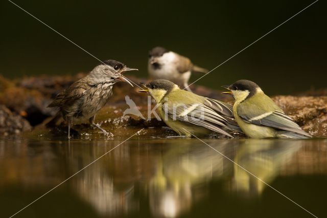 Koolmees (Parus major)