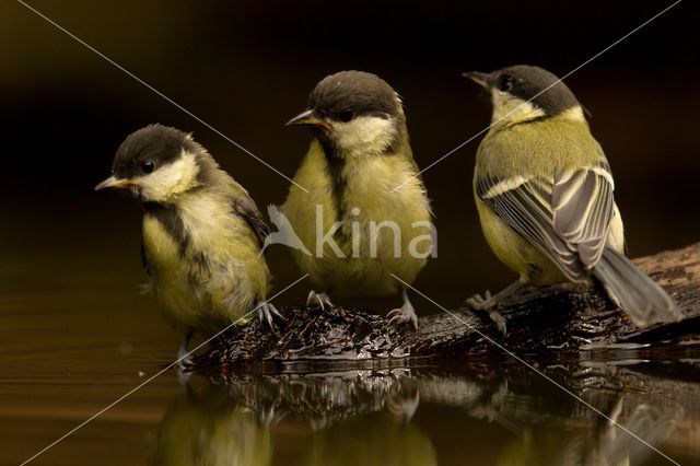Great Tit (Parus major)