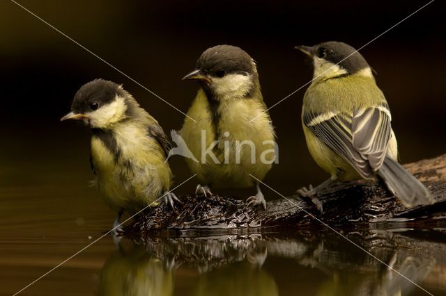 Koolmees (Parus major)