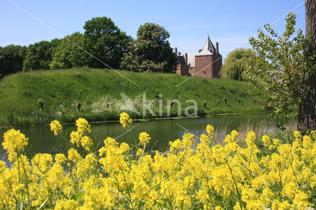 Koolzaad (Brassica napus)