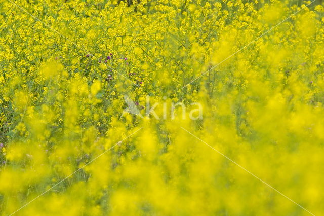 Koolzaad (Brassica napus)