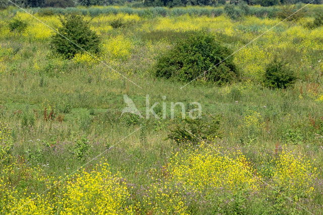 Koolzaad (Brassica napus)