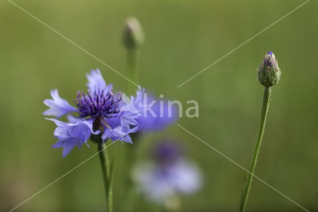 Korenbloem (Centaurea cyanus)