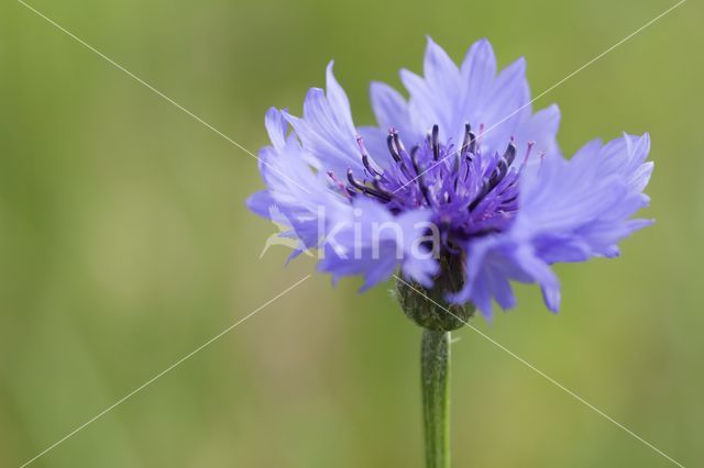 Korenbloem (Centaurea cyanus)