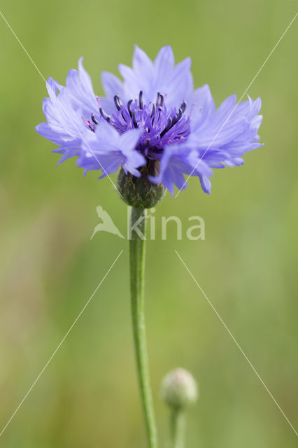 Cornflower (Centaurea cyanus)