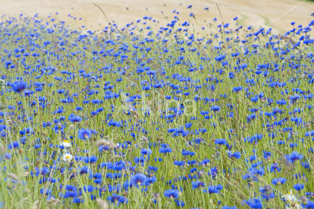 Korenbloem (Centaurea cyanus)