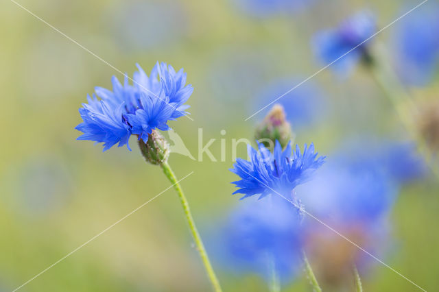 Cornflower (Centaurea cyanus)