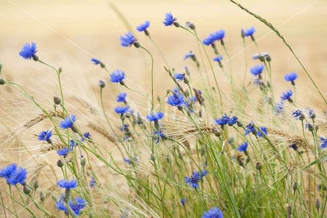 Cornflower (Centaurea cyanus)