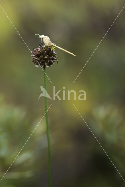 Wild Onion (Allium vineale)