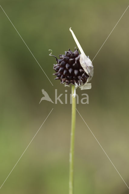 Wild Onion (Allium vineale)