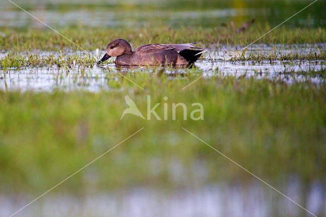 Gadwall (Anas strepera)