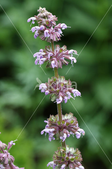 Whorled Clary (Salvia verticillata)