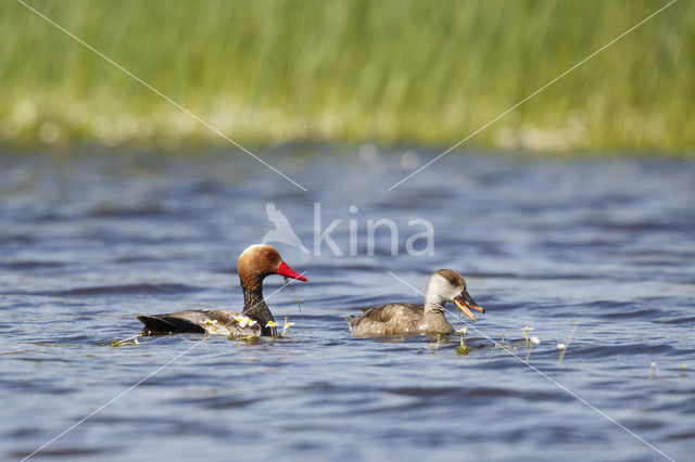 Red-crested Pochard (Netta rufina)