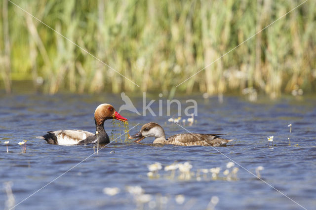 Krooneend (Netta rufina)