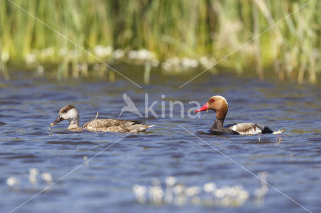 Red-crested Pochard (Netta rufina)