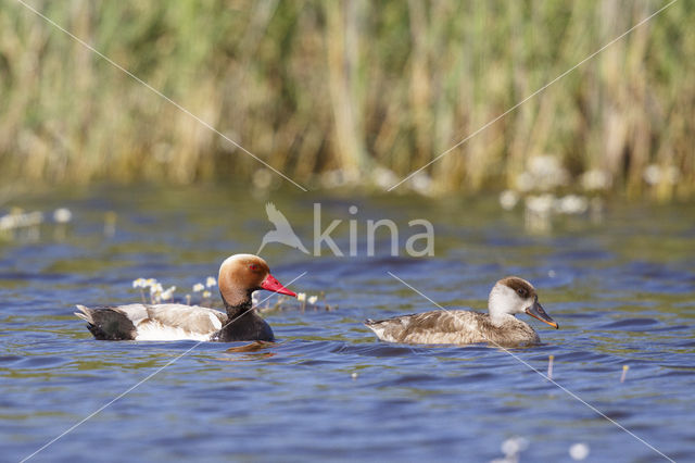 Red-crested Pochard (Netta rufina)