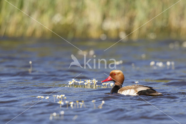 Red-crested Pochard (Netta rufina)