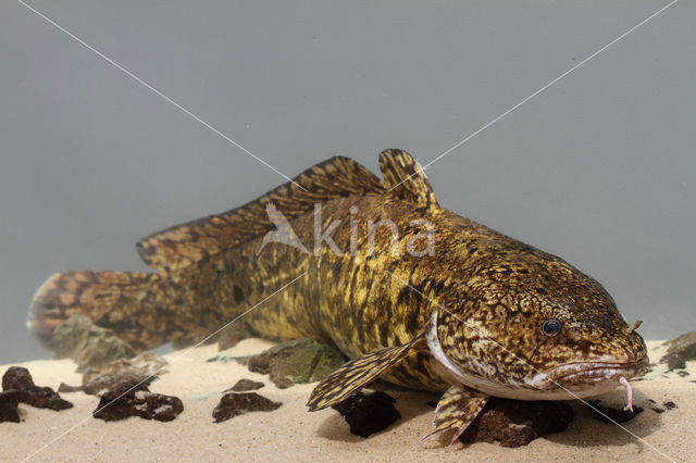 Burbot (Lota lota)