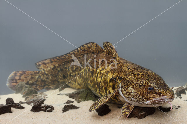 Burbot (Lota lota)