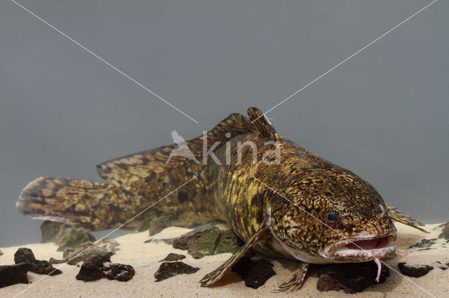 Burbot (Lota lota)