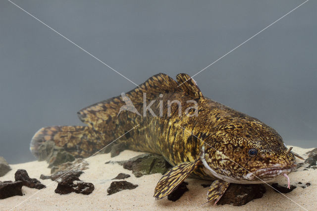 Burbot (Lota lota)