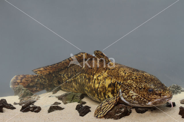 Burbot (Lota lota)