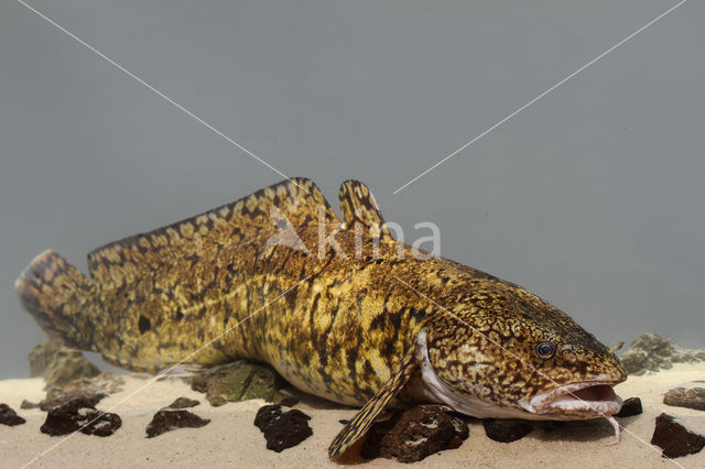 Burbot (Lota lota)