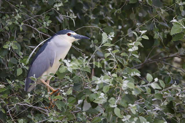 Night Heron (Nycticorax nycticorax)