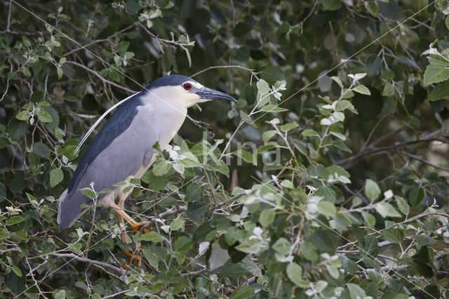 Kwak (Nycticorax nycticorax)