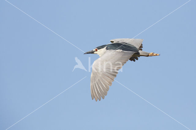 Kwak (Nycticorax nycticorax)