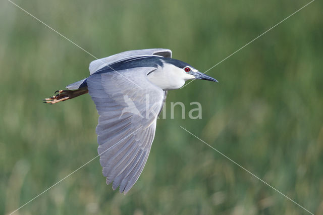 Kwak (Nycticorax nycticorax)