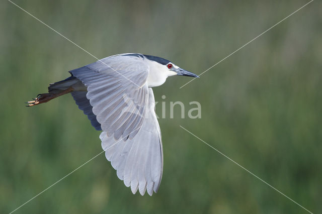 Kwak (Nycticorax nycticorax)