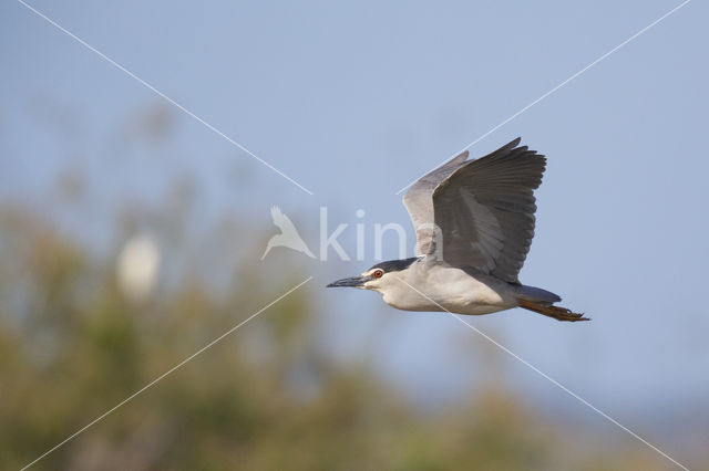 Kwak (Nycticorax nycticorax)